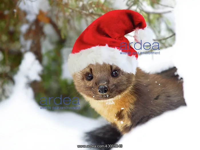 : Pine Marten in snow : Pine Marten in snow