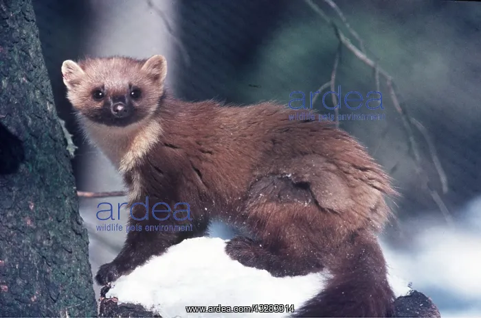 : PINE MARTEN - in snow : PINE MARTEN - in snow