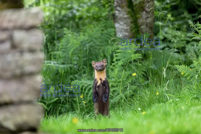  : Pine Marten - Standing Up on Hind Legs - Scotland - UK