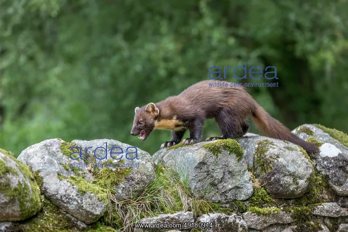  : Pine Marten - on Wall - Licking Lips - Scotland - UK