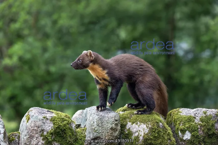  : Pine Marten - on Wall - Scotland - UK