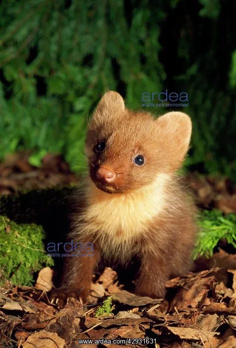: Pine Marten - young, on forest floor : Pine Marten - young, on forest floor