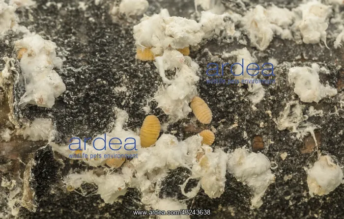 : Pine mealy bug, Crisicoccus pini - introduced pest : Pine mealy bug, Crisicoccus pini - introduced pest
