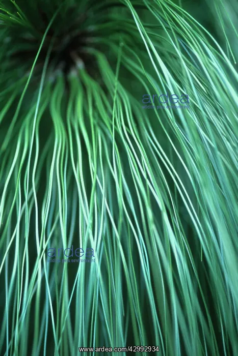 : Pine, montezuma, Pinus montezumae : Pine, montezuma, Pinus montezumae
