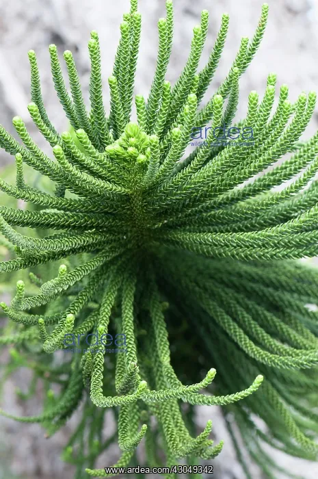 : Pine, New caledonian pine : Pine, New caledonian pine