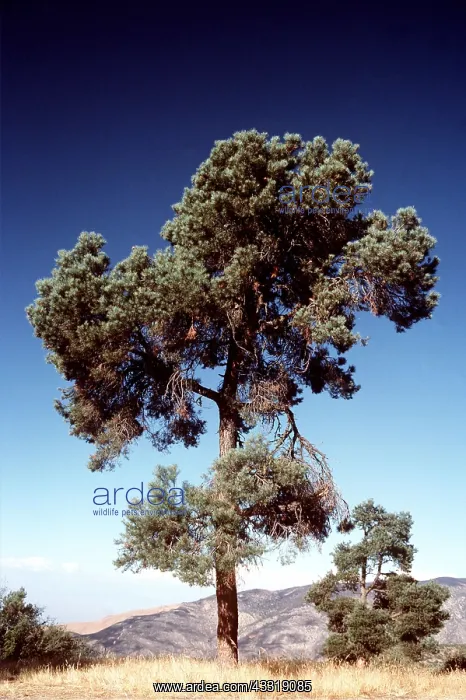 : PINE PINYON TREE : PINE PINYON TREE