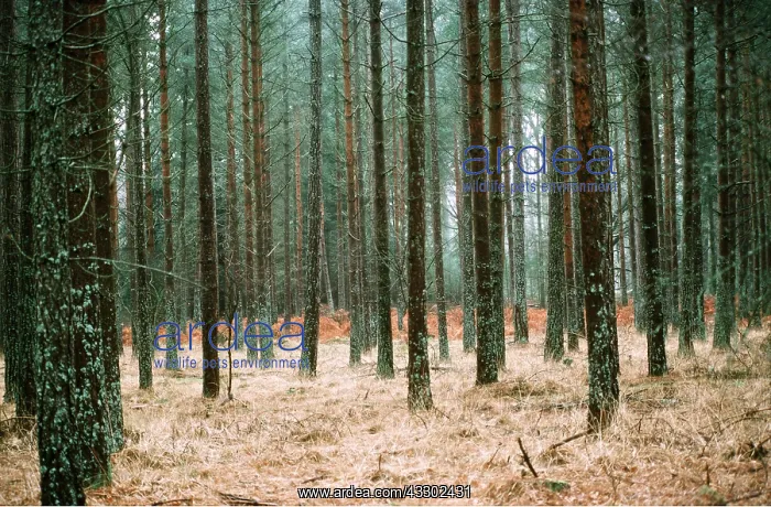 : PINE PLANTATION : PINE PLANTATION