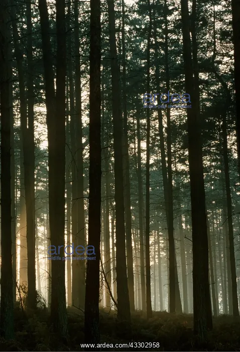 : PINE - Plantations, misty winter evening : PINE - Plantations, misty winter evening