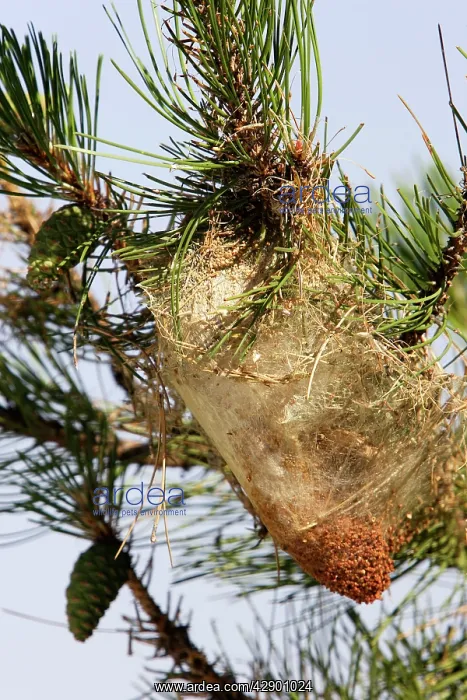: Pine Processionary Caterpillar - coccoons : Pine Processionary Caterpillar - coccoons