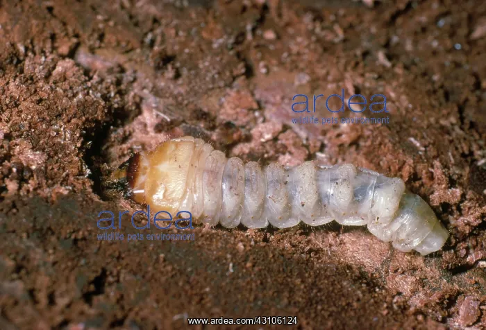: Pine Sawyer Larva : Pine Sawyer Larva