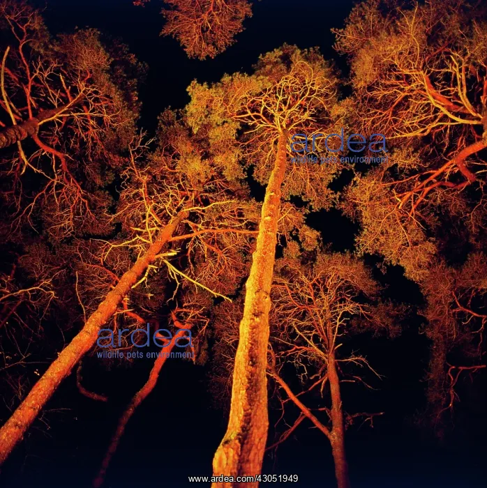 : Pine, Scots pine, Pinus sylvestris : Pine, Scots pine, Pinus sylvestris