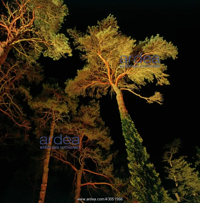 : Pine, Scots pine, Pinus sylvestris : Pine, Scots pine, Pinus sylvestris