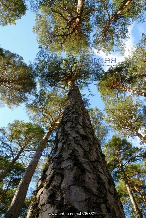 : Pine, Scots pine, Pinus sylvestris : Pine, Scots pine, Pinus sylvestris