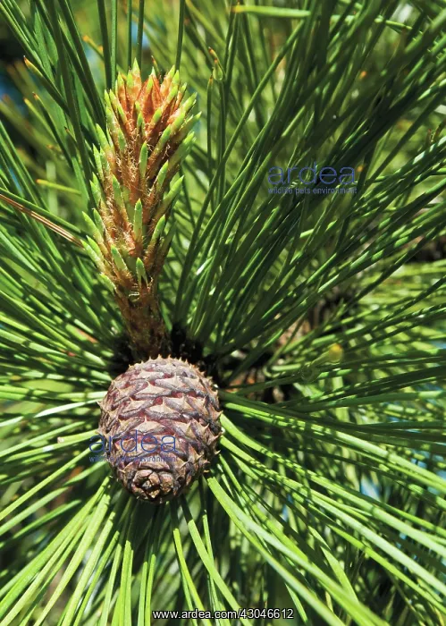 : Pine, Shore pine, Pinus contorta : Pine, Shore pine, Pinus contorta