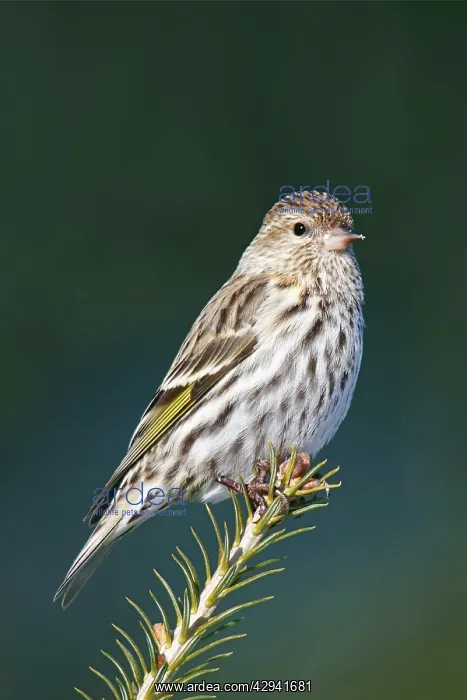  : Pine Siskin