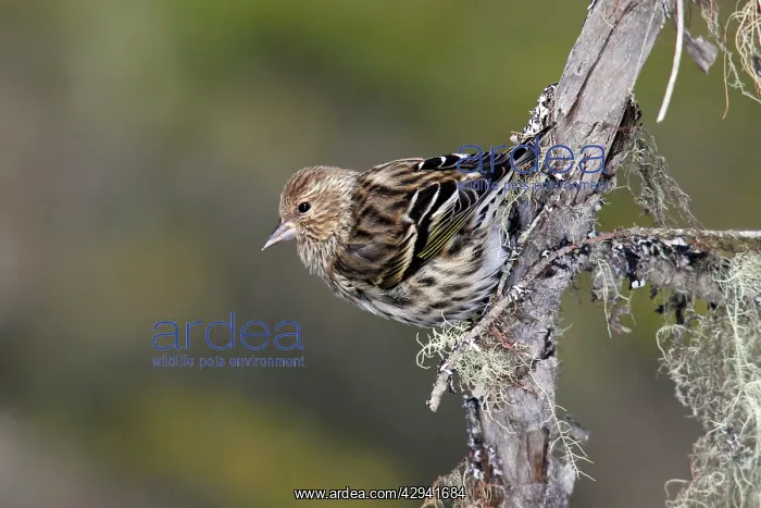  : Pine Siskin