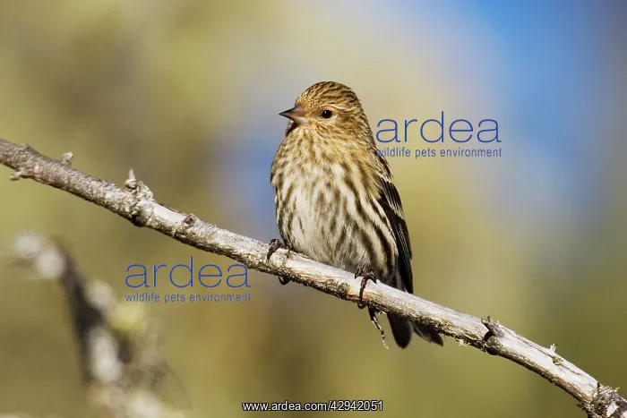  : Pine Siskin