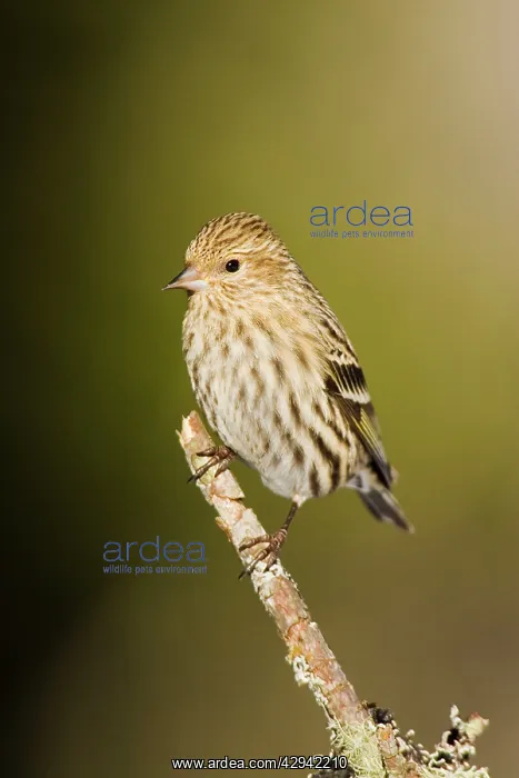  : Pine Siskin