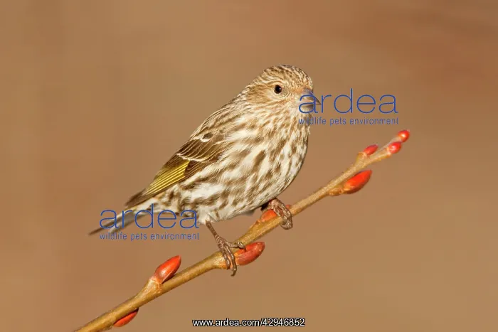 : Pine Siskin : Pine Siskin
