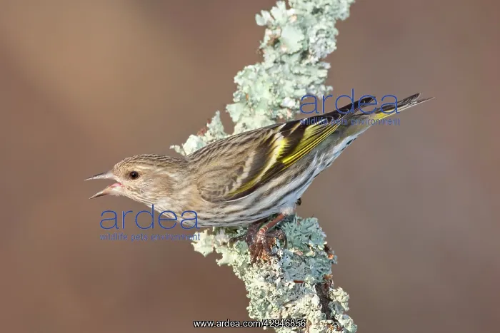: Pine Siskin : Pine Siskin