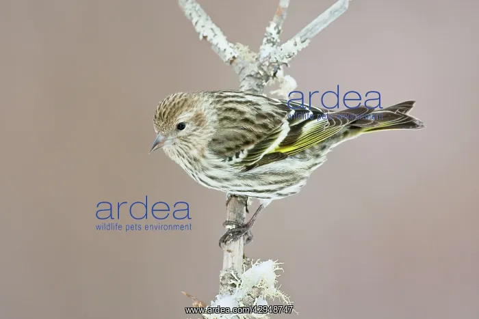 : Pine Siskin : Pine Siskin