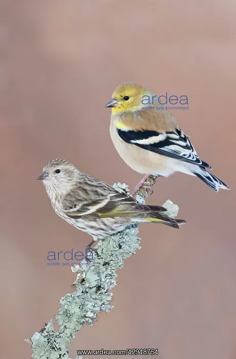 : Pine Siskin : Pine Siskin