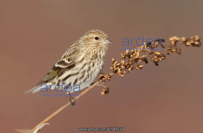 : Pine Siskin : Pine Siskin