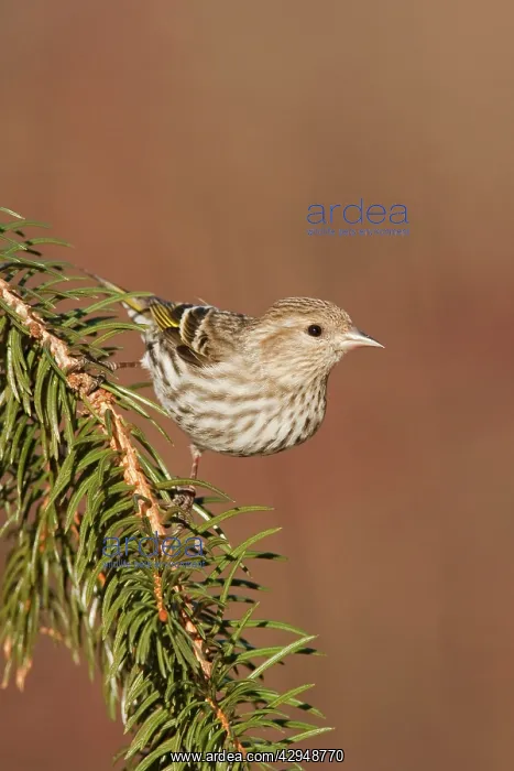 : Pine Siskin : Pine Siskin