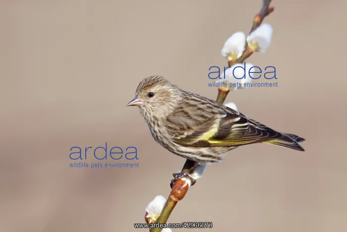 : Pine Siskin : Pine Siskin