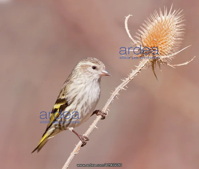 : Pine Siskin : Pine Siskin