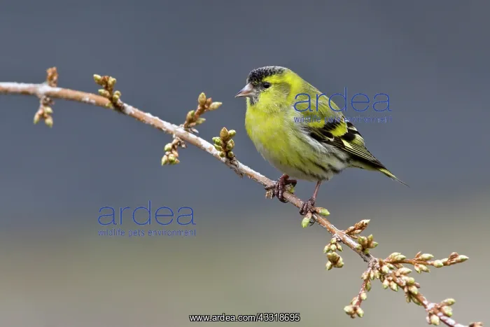 : Pine Siskin : Pine Siskin