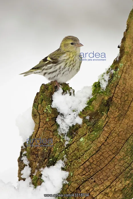 : Pine Siskin : Pine Siskin