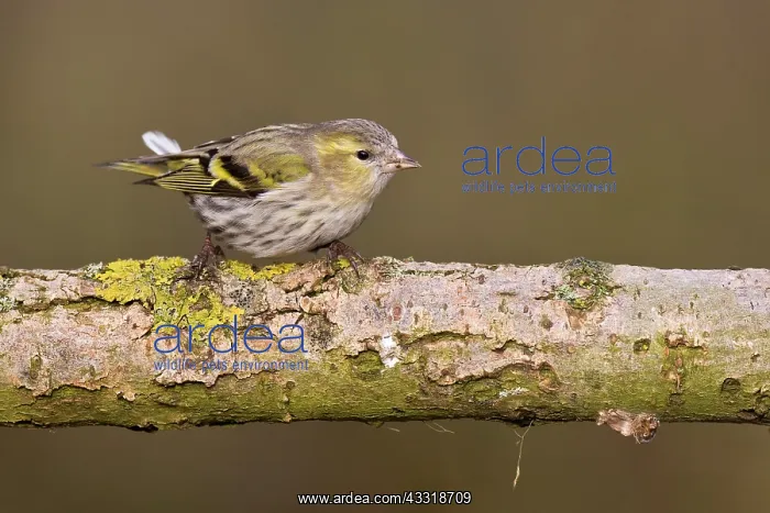 : Pine Siskin : Pine Siskin