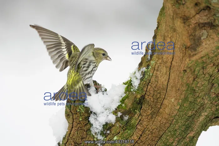: Pine Siskin : Pine Siskin