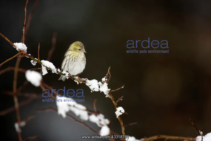 : Pine Siskin : Pine Siskin