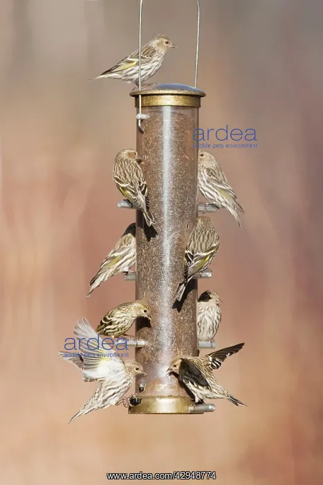 : Pine Siskin - at bird feeder in winter : Pine Siskin - at bird feeder in winter