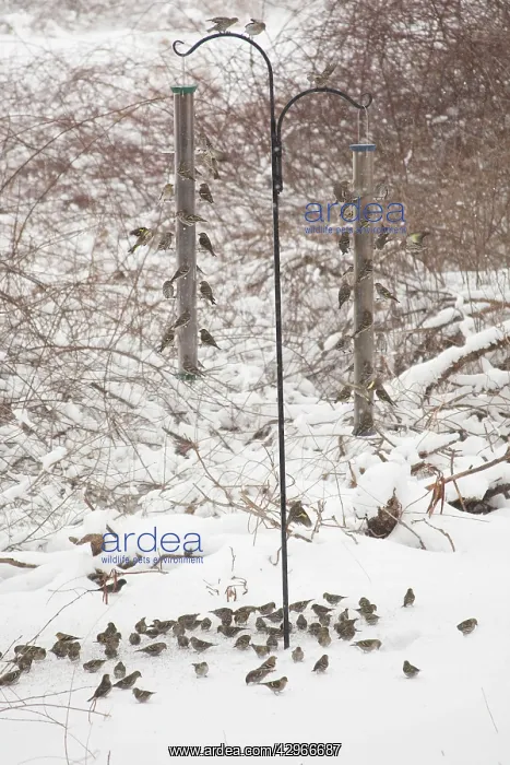 : Pine Siskin - at feeder in winter snow : Pine Siskin - at feeder in winter snow