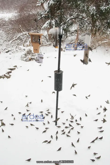  : Pine Siskin - at feeder in winter snow