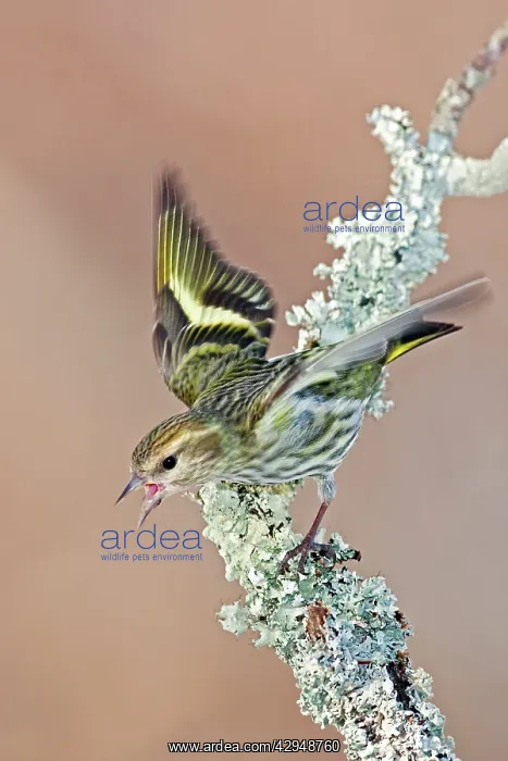  : Pine Siskin - Green color morph