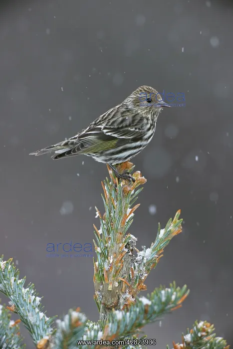 : Pine Siskin - perched on tree top in snow : Pine Siskin - perched on tree top in snow