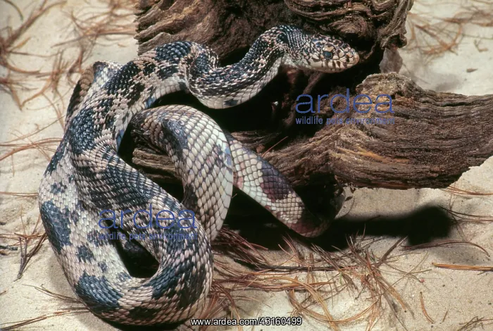 : Pine Snake : Pine Snake