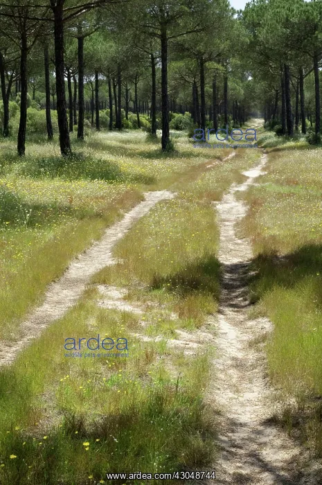 : Pine, Stone pine, Pinus pinea : Pine, Stone pine, Pinus pinea