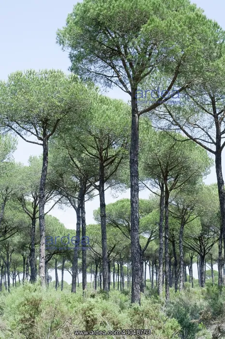 : Pine, Stone pine, Pinus pinea : Pine, Stone pine, Pinus pinea