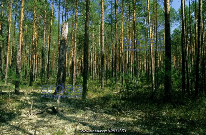 : Pine taiga - forest with forest floor covered in : Pine taiga - forest with forest floor covered in