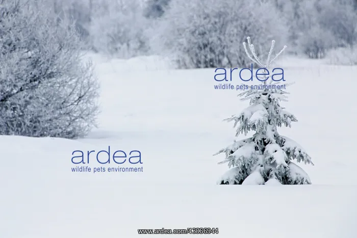 : Pine tree. Unidentified pine tree (pinus sp) in snowy landscape : Pine tree. Unidentified pine tree (pinus sp) in snowy landscape