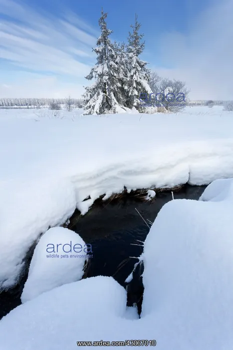 : Pine tree. Unidentified Pine tree (Pinus sp) in snowy landscape : Pine tree. Unidentified Pine tree (Pinus sp) in snowy landscape
