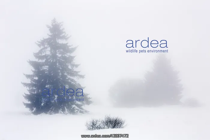 : Pine trees (Pinus sp) in snowy and foggy landscape : Pine trees (Pinus sp) in snowy and foggy landscape