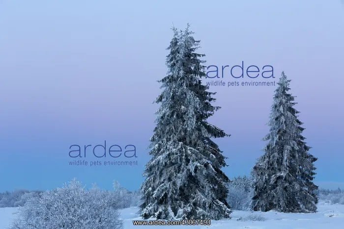 : Pine tree. Unidentified Pine trees (Pinus sp) in snowy landscape : Pine tree. Unidentified Pine trees (Pinus sp) in snowy landscape