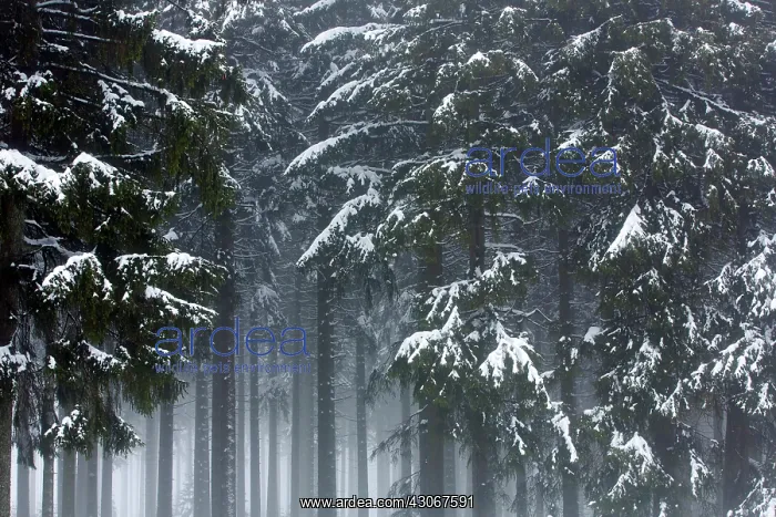 : Pine tree. Unidentified Pine tree (Pinus sp) forest covered in snow and fog : Pine tree. Unidentified Pine tree (Pinus sp) forest covered in snow and fog