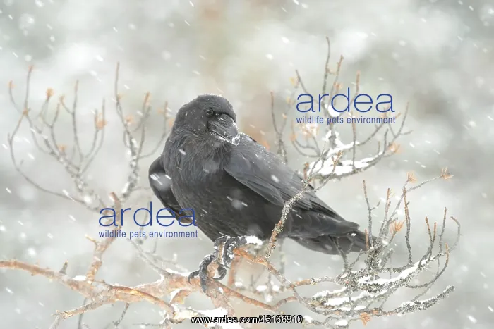 : Pine tree. Common Raven (Corvus corax) perched on the branch of an unidentified Pine : Pine tree. Common Raven (Corvus corax) perched on the branch of an unidentified Pine